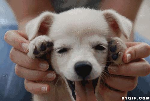 狗狗老是有泪痕是什么品种,狗狗产生泪痕的原因及解决方法