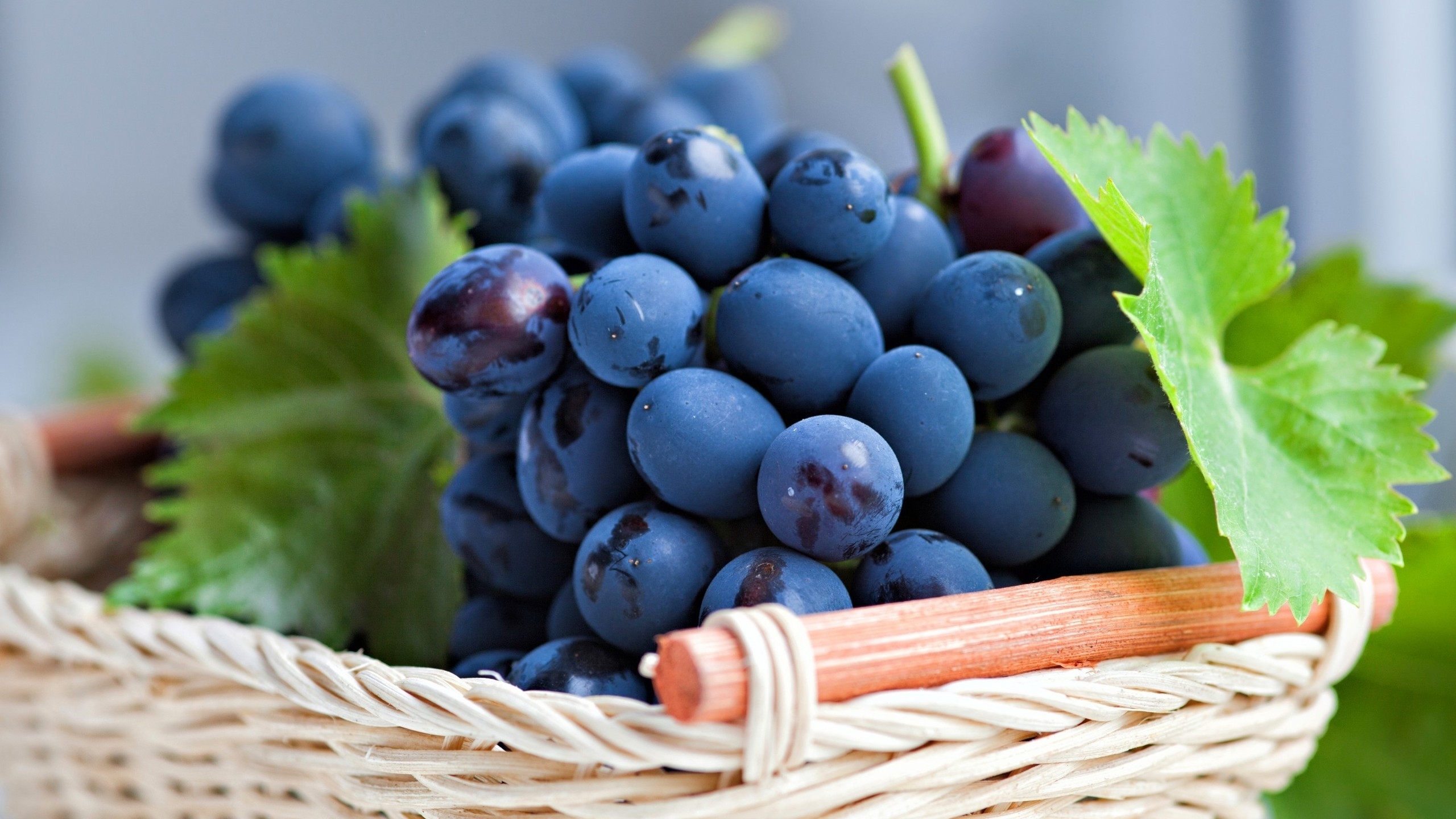 泰迪狗哪些食物不能吃,泰迪狗不可以吃的食物