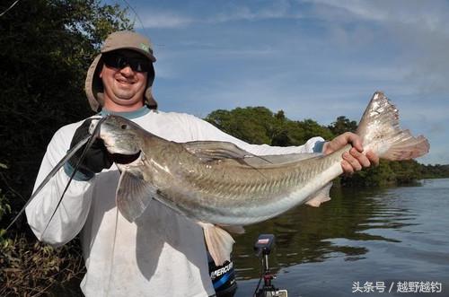 亚马逊钓鱼钓到最大的鱼,亚马逊钓到1吨的鱼
