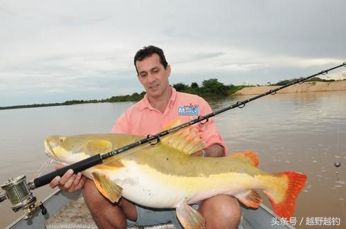 亚马逊钓鱼钓到最大的鱼,亚马逊钓到1吨的鱼