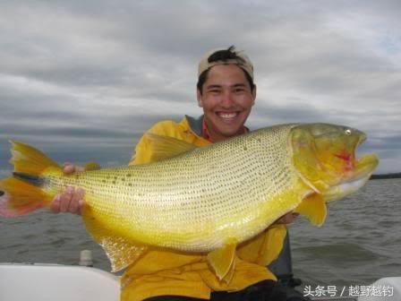 亚马逊钓鱼钓到最大的鱼,亚马逊钓到1吨的鱼