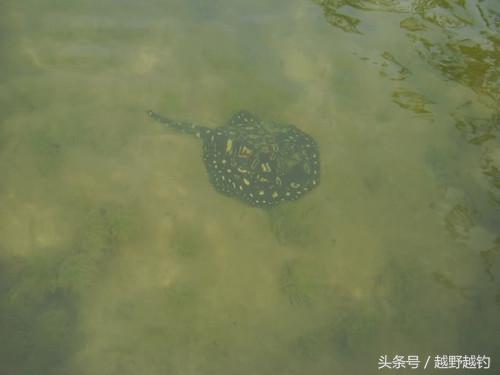 亚马逊钓鱼钓到最大的鱼,亚马逊钓到1吨的鱼