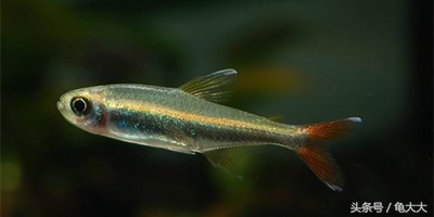 灯鱼为什么会得霓虹灯病,灯科鱼为什么养不长时间就死了