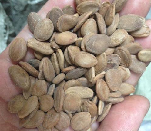 便秘十几年了最快通便的方法,白术治便秘最好的偏方