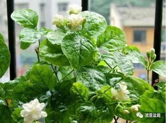 冬天怎么给冻伤的绿植浇水,花叶万年青出现冻伤现象怎么办