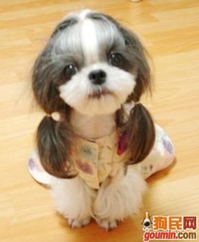 哪一种狗狗最贵,狗狗价格排行榜前十最贵