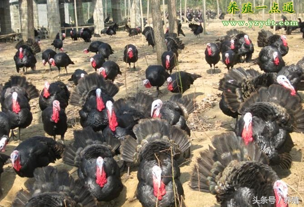 火鸡饲养管理及养殖技术