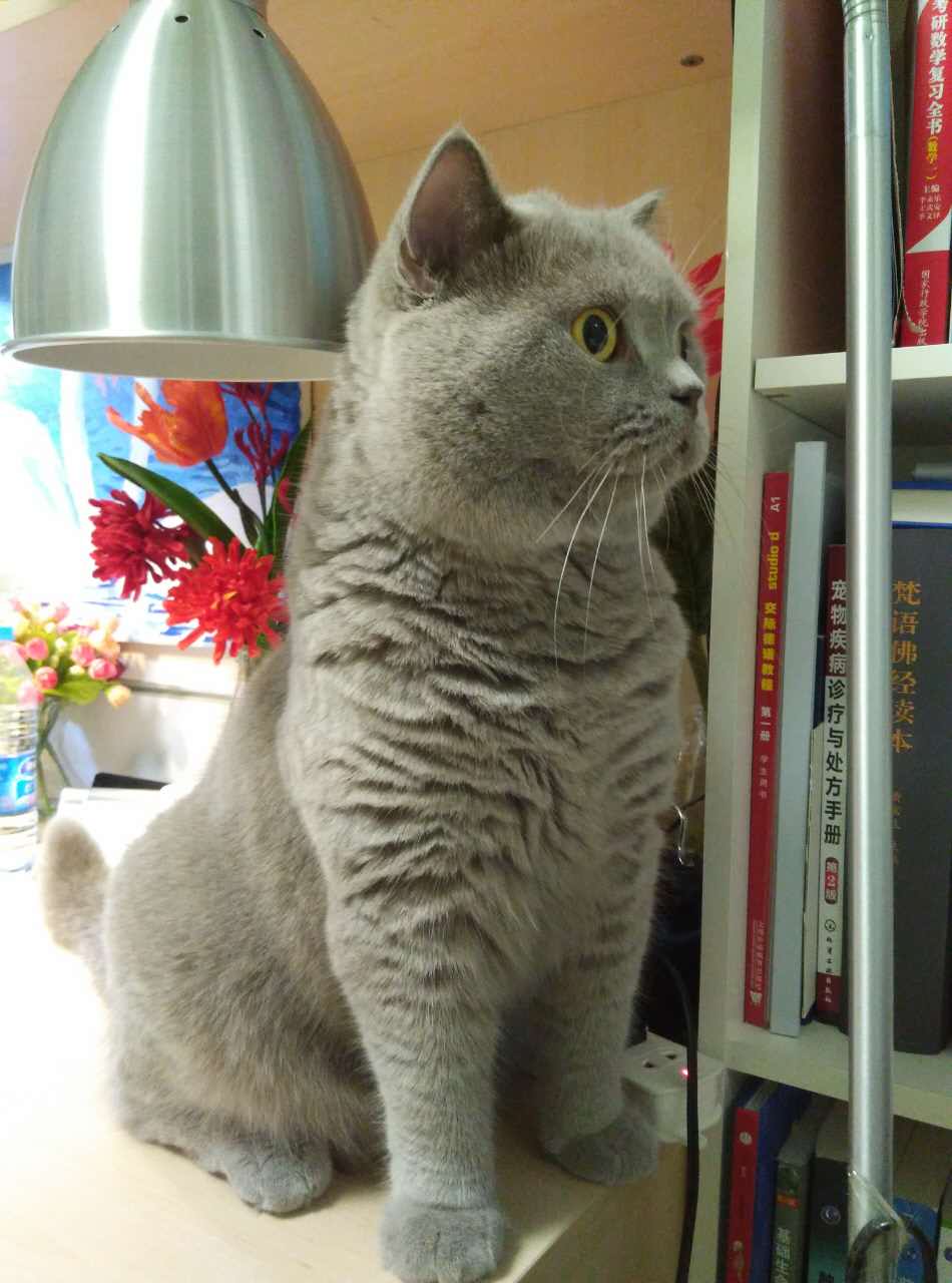 梅西养了一只会踢足球的猫,盘点梅西的猫咪