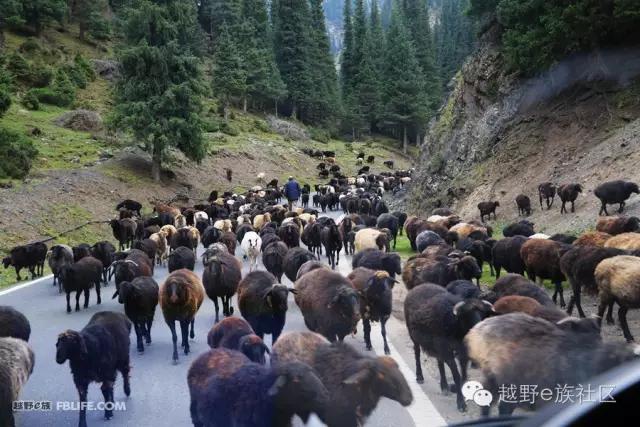 开着房车旅行说走就走,说走就走出去玩视频