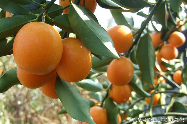 金桔怎么吃不上火,金桔怎么吃止咳化痰效果好