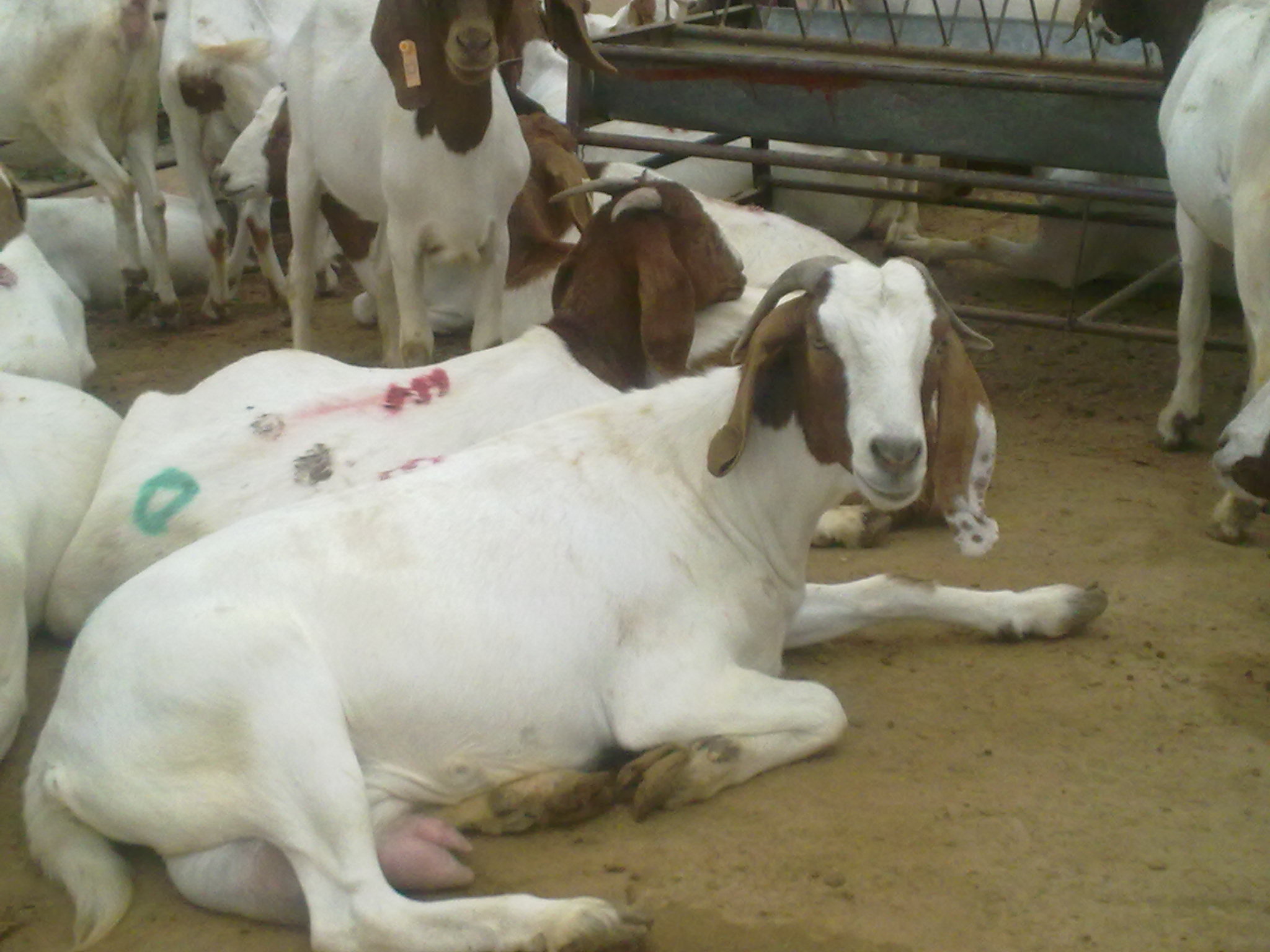 母羊产前瘫的最佳治疗,治疗母羊产前瘫痪的土方法