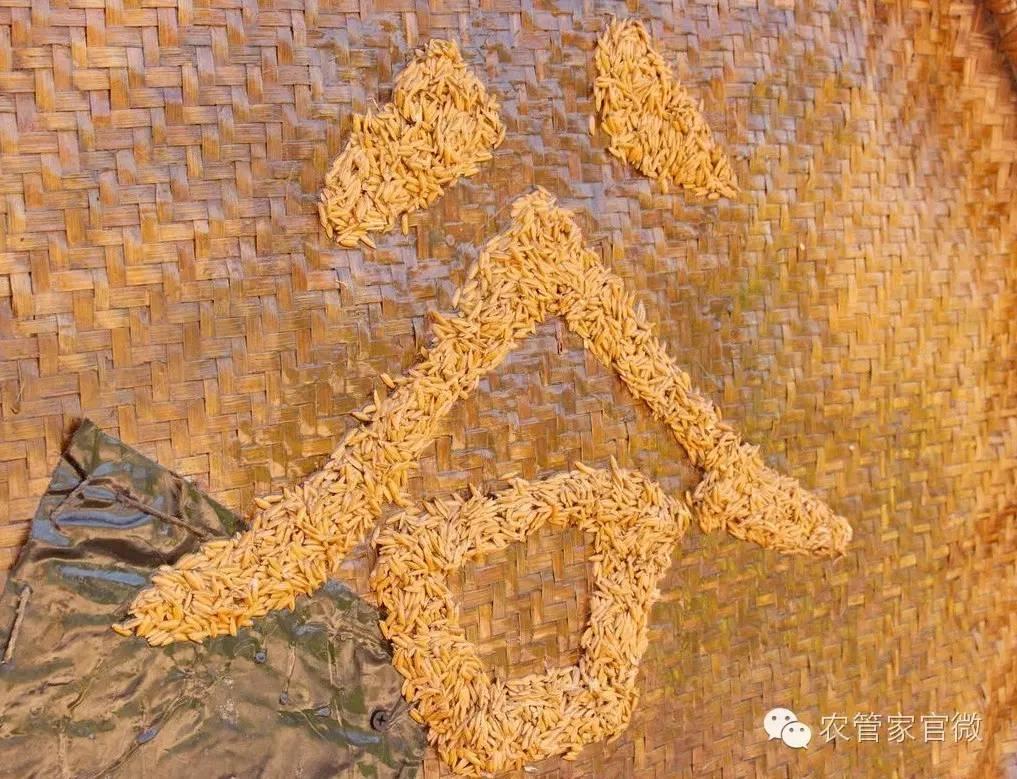 稻谷行情近日粮价为什么这么低,现在稻谷的价格是涨还是跌