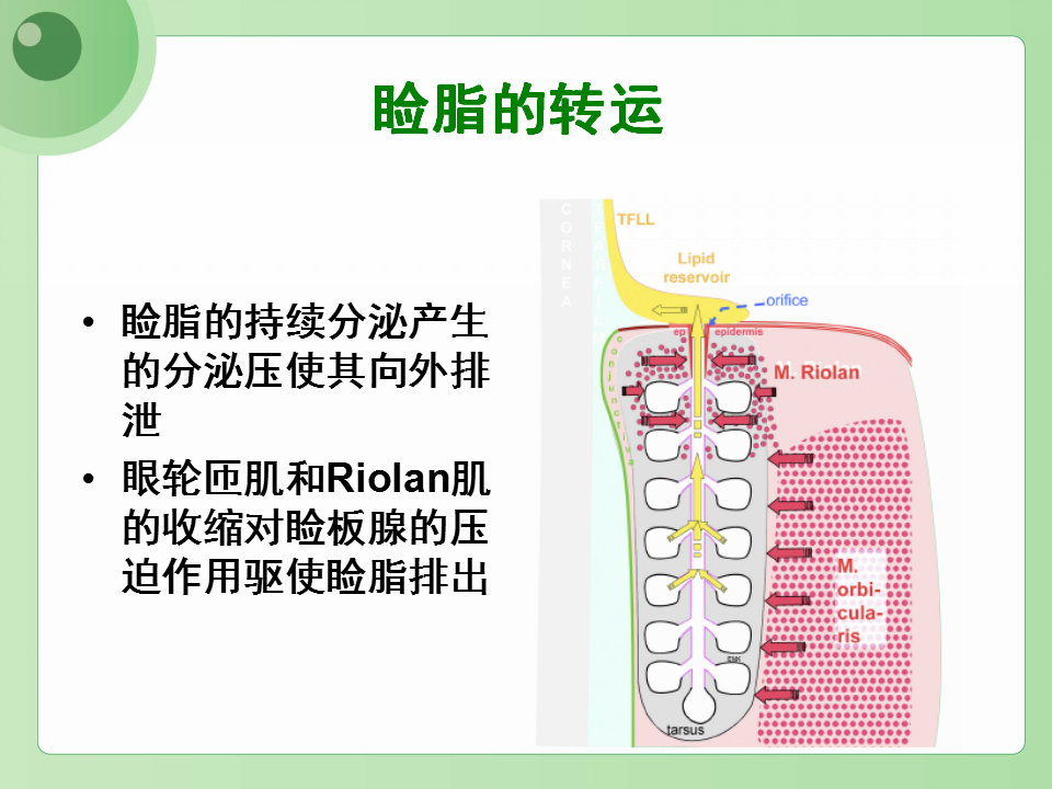 眼睑缘炎的发病原因,眼睑炎的症状和治疗方法