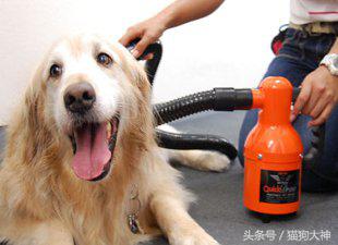 养宠攻略给猫洗澡的步骤和流程,超详细的给狗狗洗澡教程