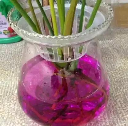 红掌烂根怎么处理最好,红掌烂根怎么救