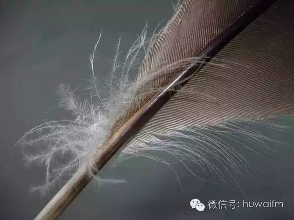 低价羽绒服的猫腻,100多块羽绒服猫腻