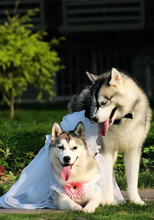 挑选狗狗,如何挑选好狗狗的三个技巧