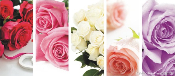 鲜花花语大全送花的讲究,花语及送花常识