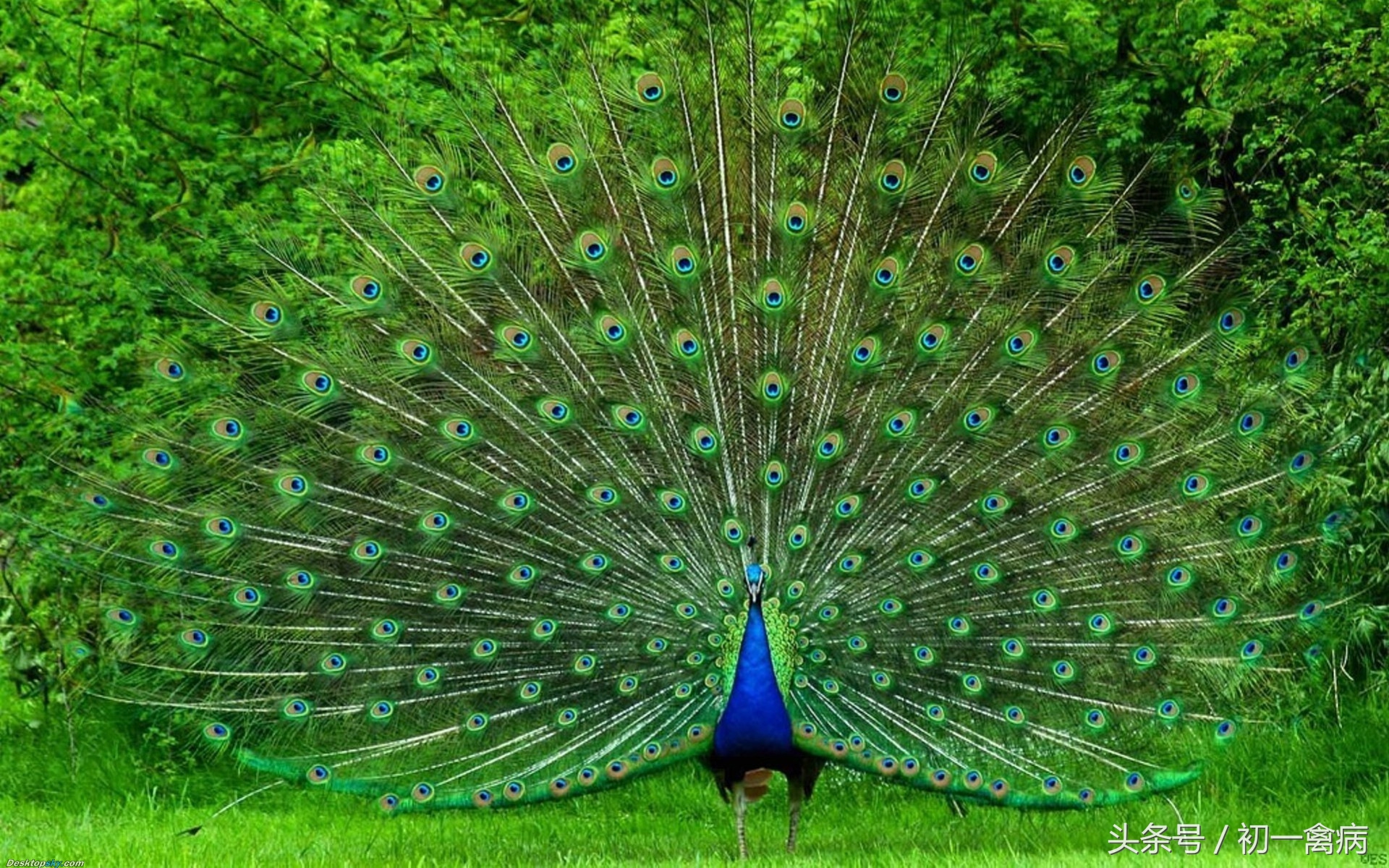 养孔雀麻烦吗,养孔雀为什么不吉利