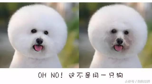 狗狗老是有泪痕是什么品种,狗狗产生泪痕的原因及解决方法