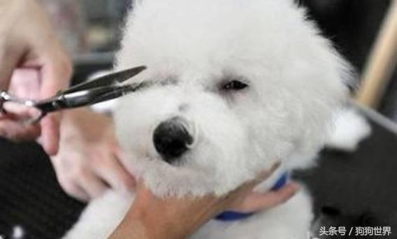 狗狗老是有泪痕是什么品种,狗狗产生泪痕的原因及解决方法