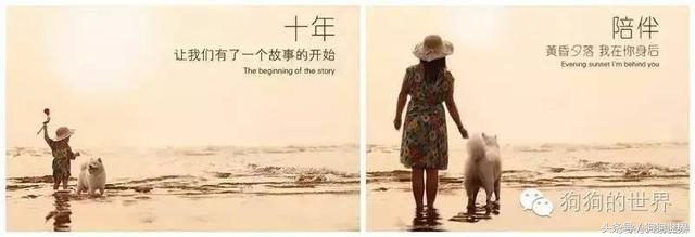 狗狗老是有泪痕是什么品种,狗狗产生泪痕的原因及解决方法