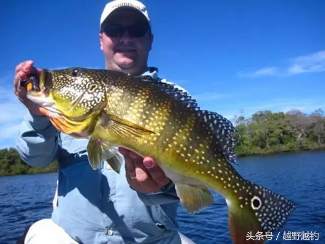 亚马逊钓鱼钓到最大的鱼,亚马逊钓到1吨的鱼