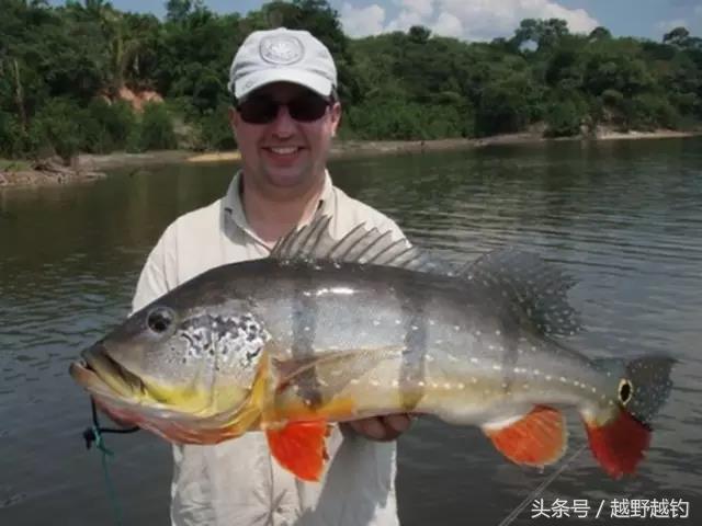 亚马逊钓鱼钓到最大的鱼,亚马逊钓到1吨的鱼