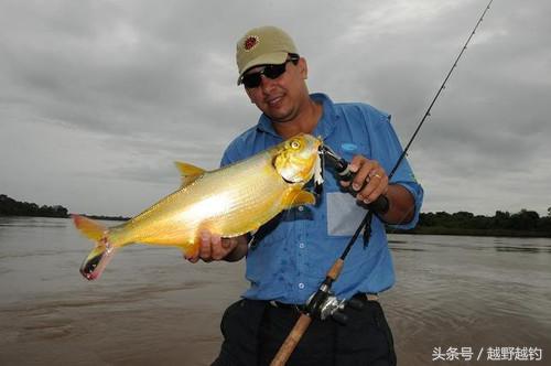 亚马逊钓鱼钓到最大的鱼,亚马逊钓到1吨的鱼