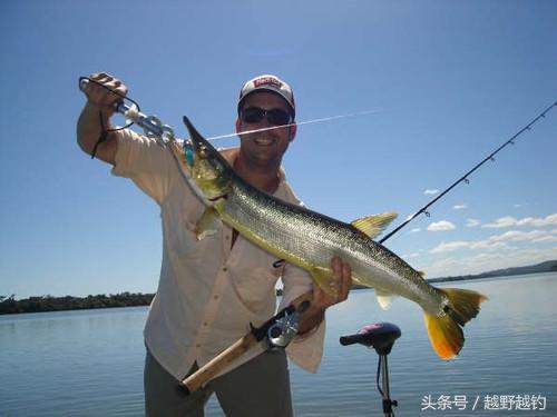 亚马逊钓鱼钓到最大的鱼,亚马逊钓到1吨的鱼