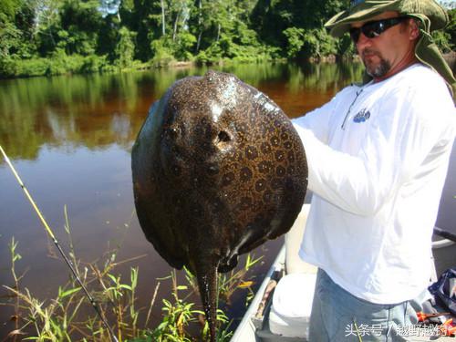 亚马逊钓鱼钓到最大的鱼,亚马逊钓到1吨的鱼