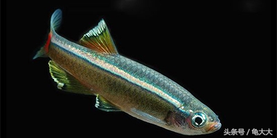 灯鱼为什么会得霓虹灯病,灯科鱼为什么养不长时间就死了