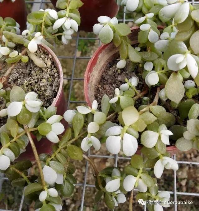 怎么把肉肉炼成冻不死的小强？