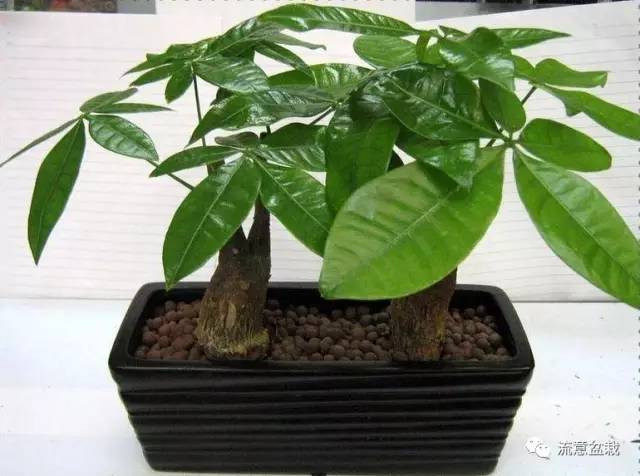 冬天怎么给冻伤的绿植浇水,花叶万年青出现冻伤现象怎么办