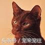 可爱的猫咪视频小奶猫,猫咪大全及名字