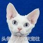 可爱的猫咪视频小奶猫,猫咪大全及名字