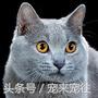 可爱的猫咪视频小奶猫,猫咪大全及名字