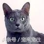 可爱的猫咪视频小奶猫,猫咪大全及名字