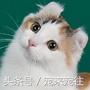 可爱的猫咪视频小奶猫,猫咪大全及名字