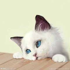 猫咪尿不出来吃了药不管用,猫咪着急上厕所没忍住