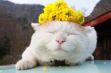 猫咪尿不出来吃了药不管用,猫咪着急上厕所没忍住