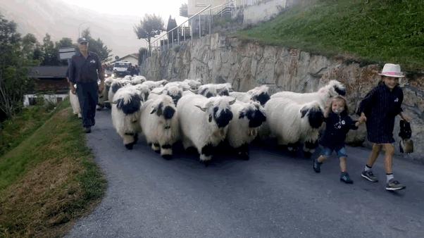 河北细狗抓兔子视频,抓兔子的细狗