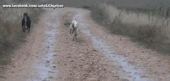 河北细狗抓兔子视频,抓兔子的细狗