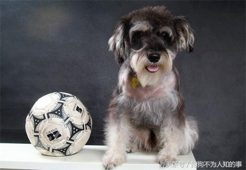 雪纳瑞吐稀怎么办,雪纳瑞吐黄水怎么回事