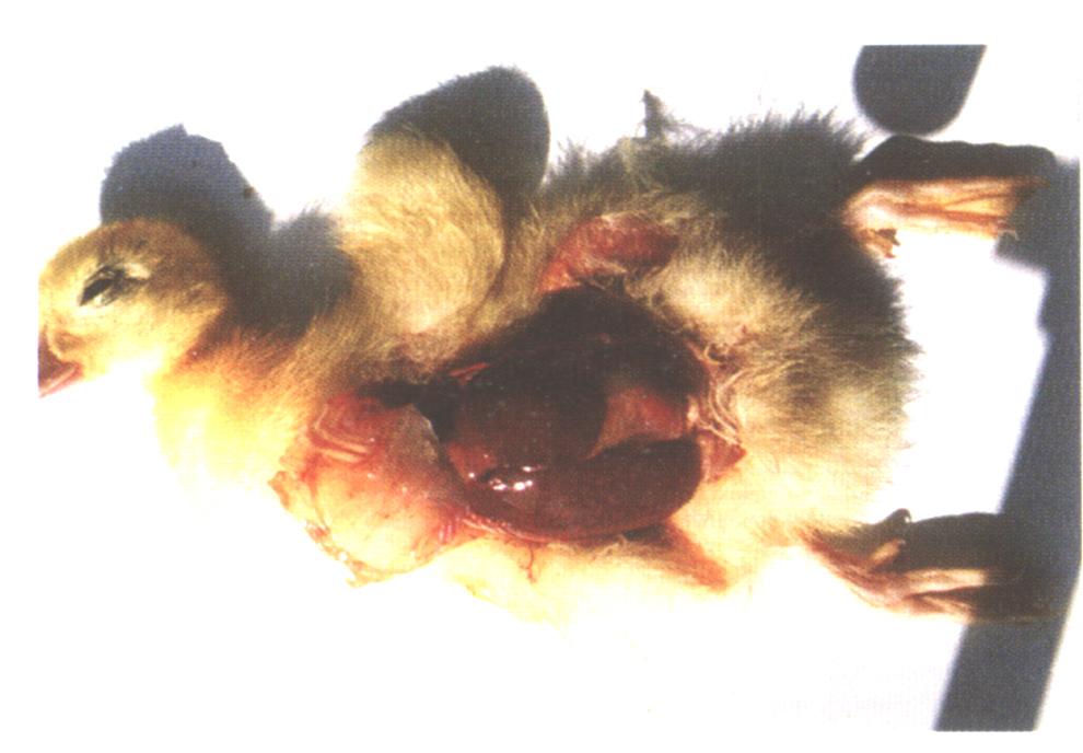 鸭白点病的综合防治措施