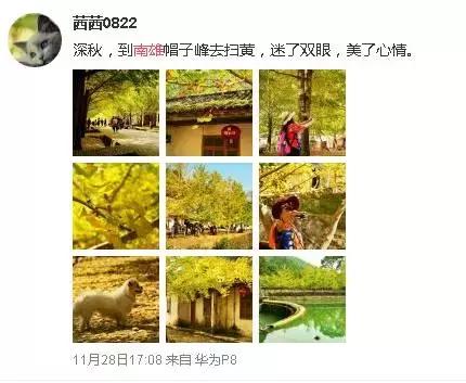 南雄看银杏值得去吗,南雄看银杏攻略