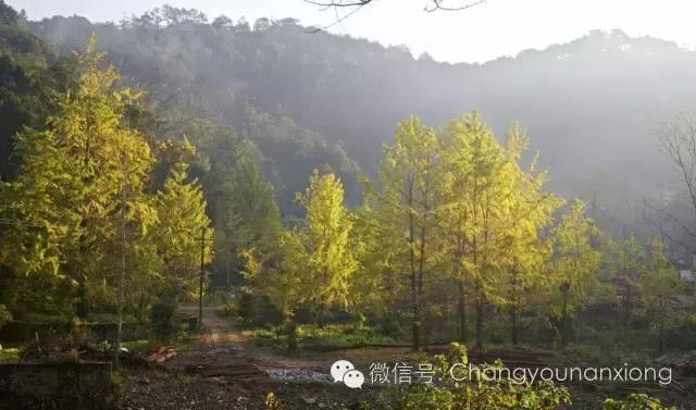 南雄看银杏值得去吗,南雄看银杏攻略