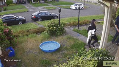 河北细狗抓兔子视频,抓兔子的细狗