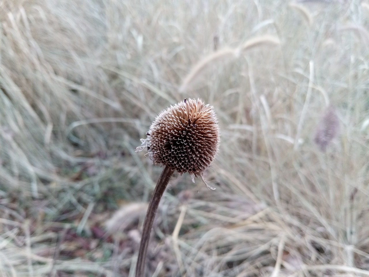 魅蓝5值得买吗,魅蓝5全新