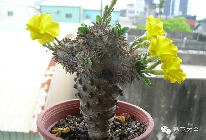 稀有和昂贵的多肉有哪些 (五种濒临灭绝的多肉)